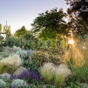 RHS Hyde Hall - Dry Garden, General view with spikes of  Verbascum, Stipa tenuissima, Echiums, Eschscholzia californica, Salvia, Stipa Gigantea,  lavender and Verbena bonariensis