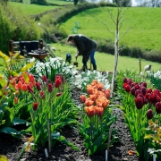 Observer Dan Pearson Shoot - Tulips