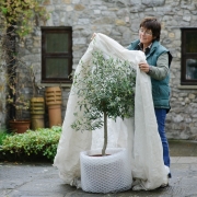 Jekka McVicar - Wrapping up and covering an Olive Tree
